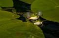 Teichfrosch (Rana kl. esculenta)  - 18